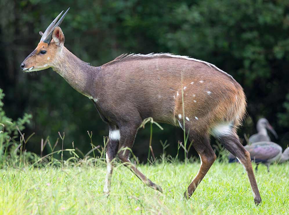 Bushbuck male